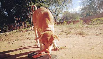 Objetivo Flipflops 2018 (UPGRADE)