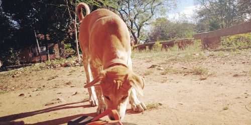 Objetivo Flipflops 2018 (UPGRADE)