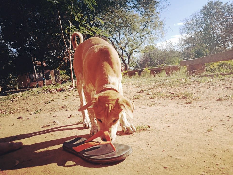 En este momento estás viendo Objetivo Flipflops 2018 (UPGRADE)